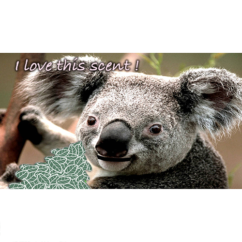 Eucalyptus-ユーカリ-